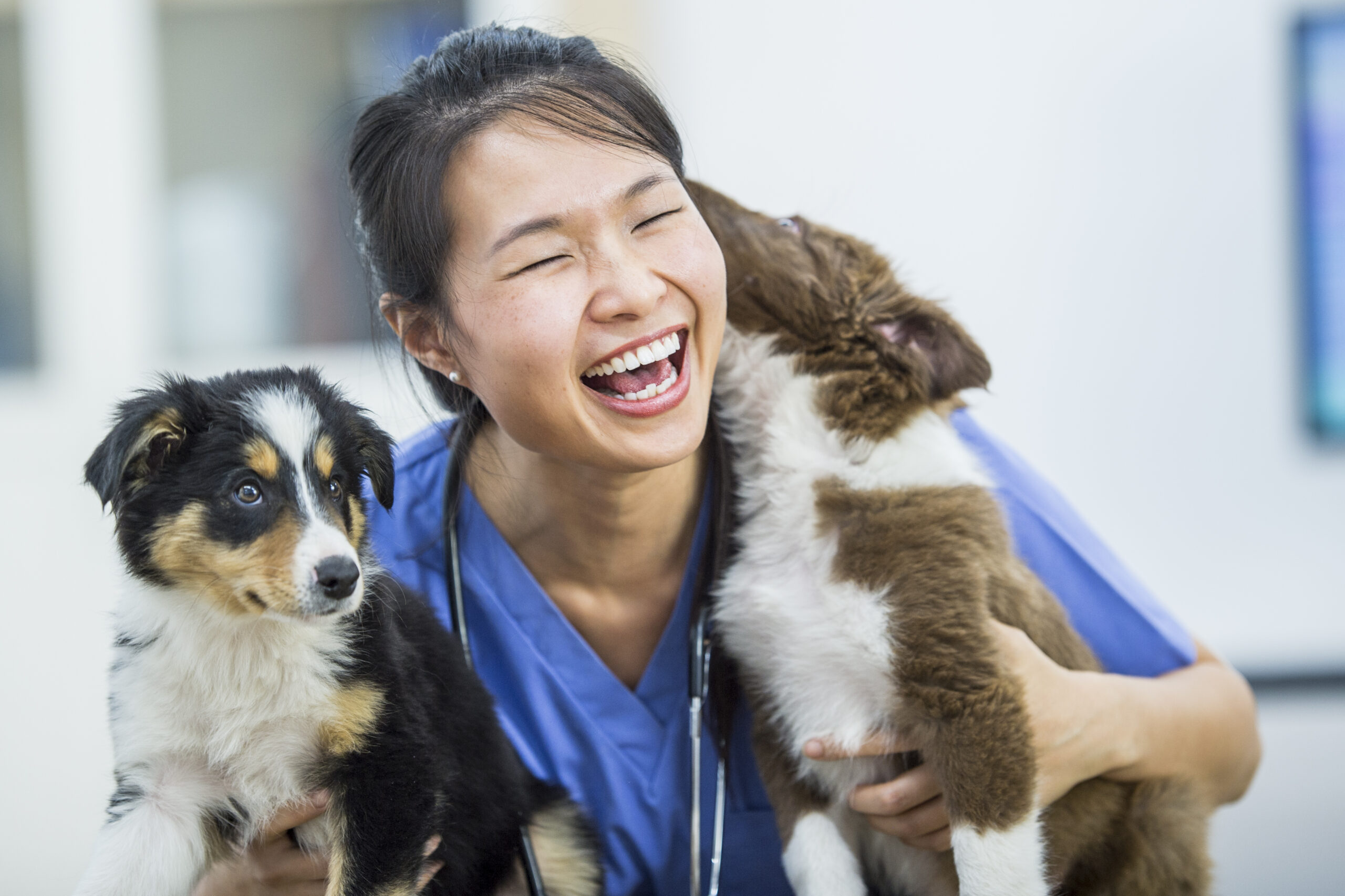 vet or vet tech laughing with dogs