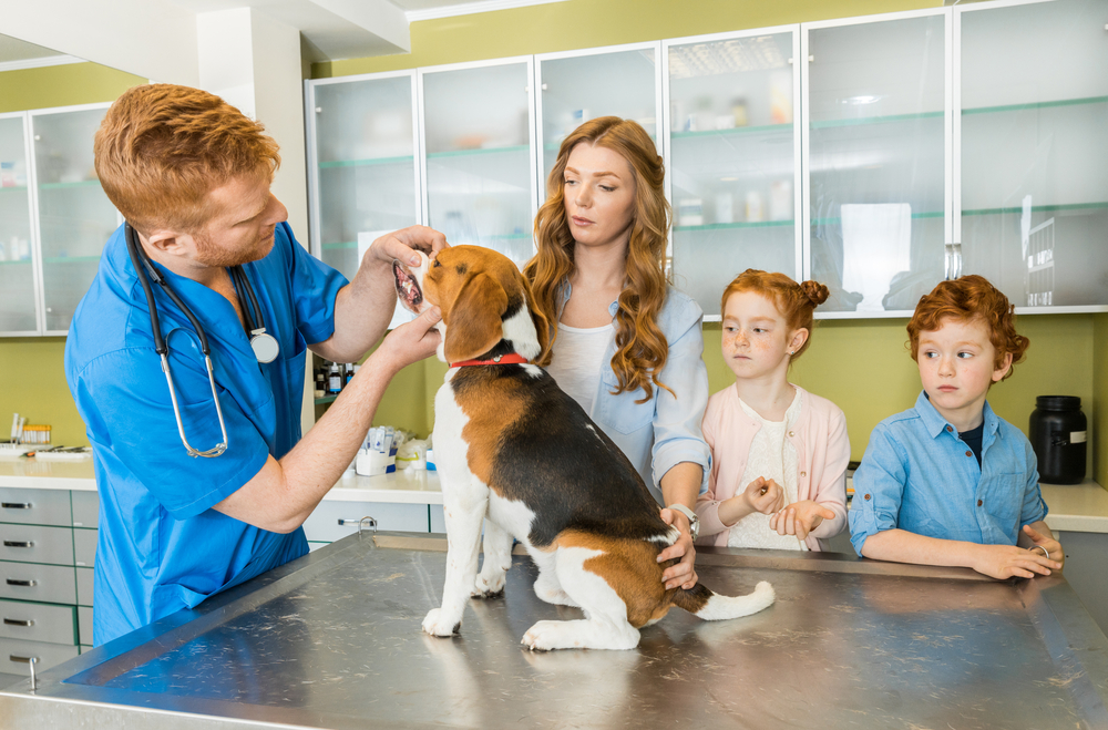 Treatment Costs Stress Pet Parents and Vets