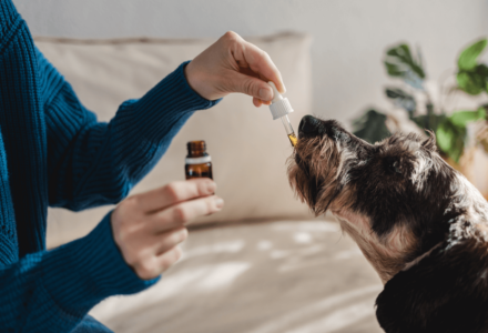 Dog recieving CBD treatment.