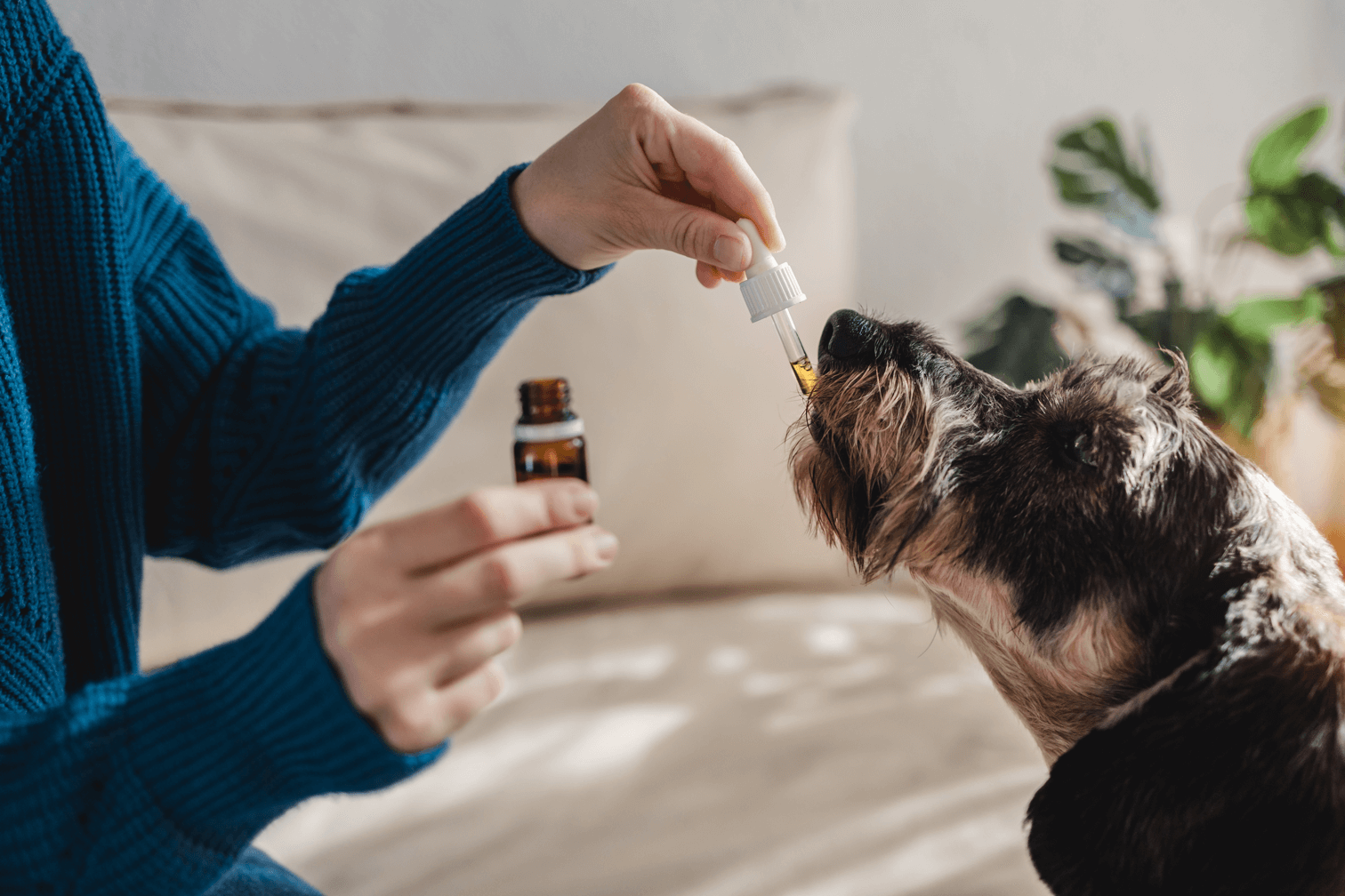 Dog recieving CBD treatment.