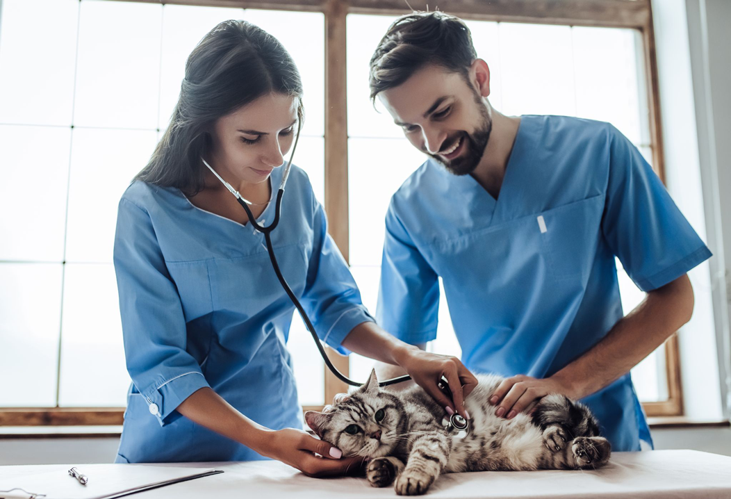 vet with cat